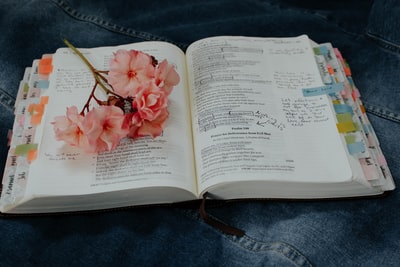 书上的粉红色花瓣的花